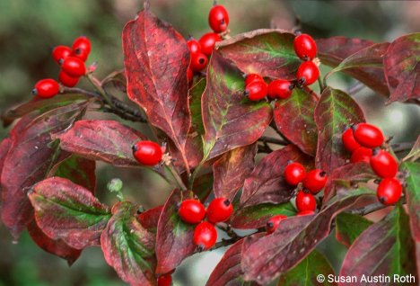 Dogwood drupes fuel the southern migration of many birds. Photo by Susan Austin Roth