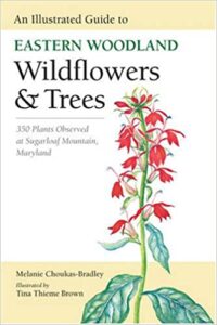 Nature Guide: Eastern Woodland Wildflowers