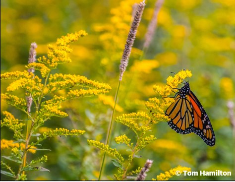 Monarch butterfly on yellow plant.