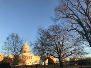 Trees line the way to Capitol Hill