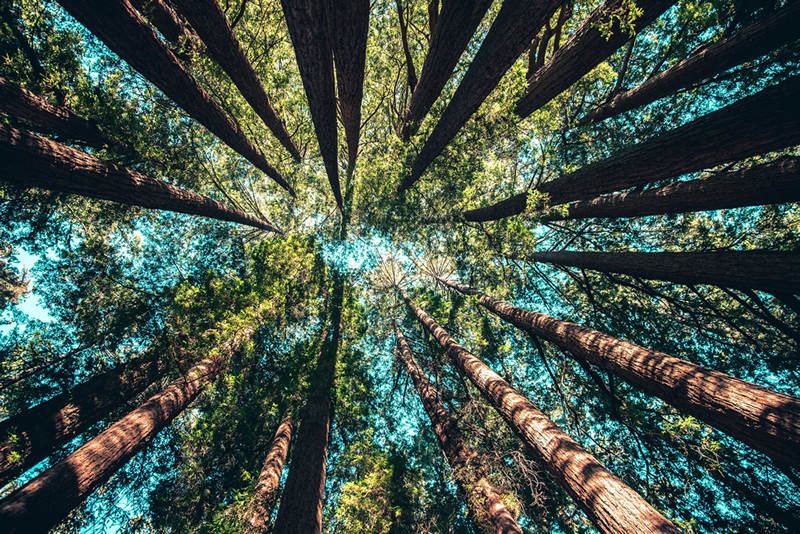 Seeing tall trees from below