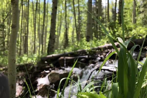 Secluded forest spot for shinroku.