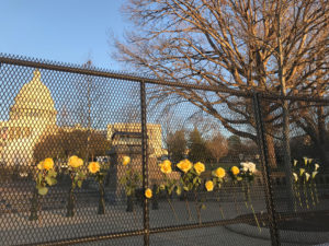 Yellow roses hung on fence surrounding Capitol building in Washington, DC